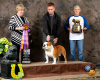Bulldog #205 Sun BISS Judge Wendy Teach