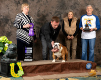 Bulldog #31 Sun WD Judge Wendy Teach