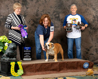 Bulldog #38 Sun BOW Judge Wendy Teach