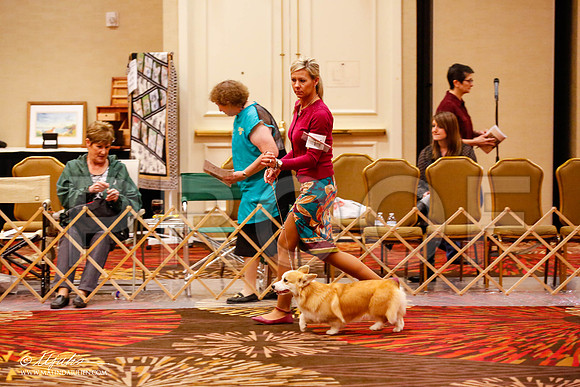 _JJ_9282-HstnCorgiFeb2015-HR3