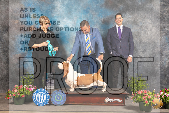 Basset Hound #7 Sun OHBIS Judge Debra Thornton_MJ_1778_SA_2022_HR3