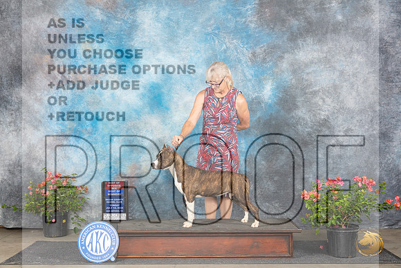 American Staffordshire Terrier #6 Fri BOWBOS Judge Karen McFarlane__JP_6070_San Antonio_2024_HR3