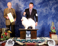 American Eskimo Dog #6 Sat Group 3rd Helen Dorrence Agent David Harper Judge R Hartinger