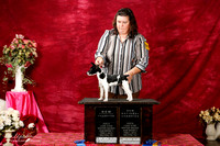 Rat Terrier Sun S2 New Int'l Ch Carrie Riley