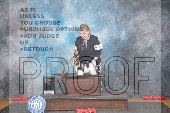 Biewer Terrier #6 Sun OHG4 Judge Beth Downey__JP_0842_Sulphur Springs_2024_HR3