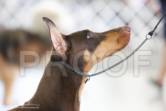 _JJ_0197-DallasJul2014-HR3