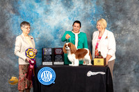 Cavalier King Charles Spaniel #8 Fri BISS Judge Donna Buxton