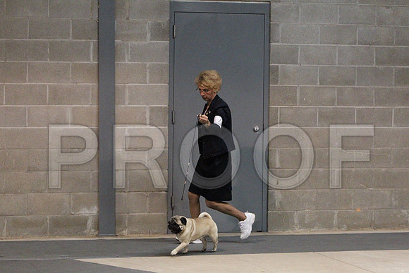 pugCCL_2363LR