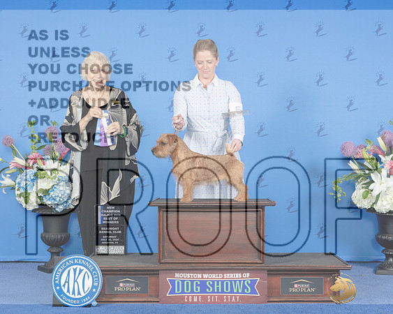 Norfolk Terrier #5 Sat BOWMCH Judge Nancy Liebes_JP_0030e_Houston_2024-HR3