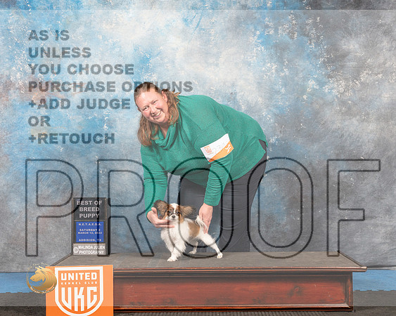 Papillon#? Sat2 BPup Judge David Arthur_MMJ_6452_Addison2022_HR3