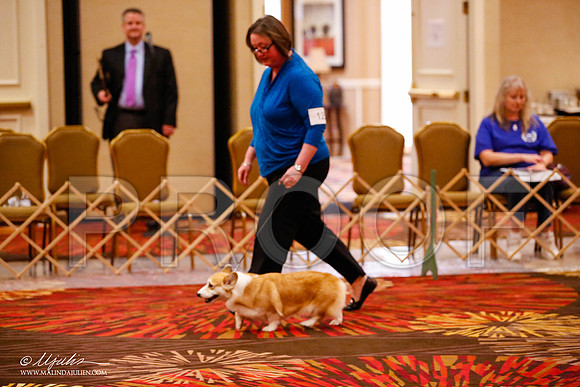 _JJ_1657-HstnCorgiFeb2015-HR3