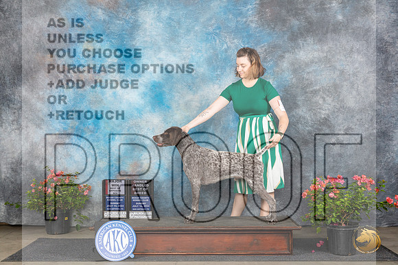 German Shorthaired Pointer #11 Sun BOSOHBOBM Judge Elizabeth ‘Beth’ Sweigart__JP_5808_San Antonio_2024_HR3