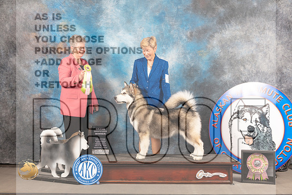 Alaskan Malamute #6 WED BSweeps Judge Slyvie Mcgee_MJ_2360_Houston_2022_HR3