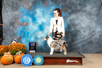 Mini American Shepherd #9 Sat BOWJ Judge Del Richards