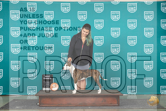 American Pit Bull Terrier #103 Wed BF Judge Cindy Sanders__JP_0580_Premier_2024_HR3