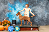 Wirehaired Viszla #5 Sat OHG3 Judge Dr Dan Dowling