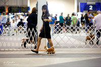 Chihuahua Long-Coat Sat Ring