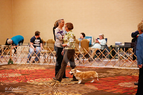 _JJ_8305-HstnCorgiFeb2015-HR3