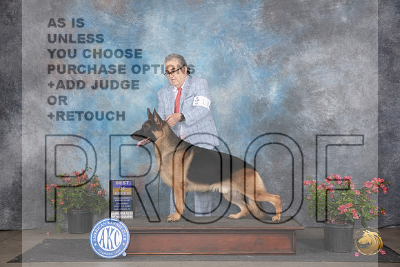 German Shepherd Dog #17 Sat BOB Judge Polly (Mrs Robert) D Smith__JP_5149_San Antonio_2024_HR3