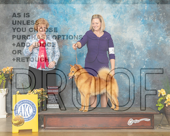 Finnish Spitz #5 Fri G2 Judge Betty Pollock-MMJ_9923-NWARK2022-HR3
