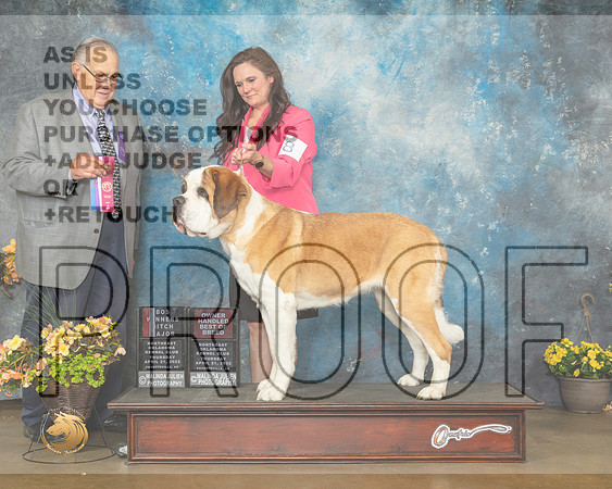St Bernard #8 Thur BOSWB Judge John Wade-MMJ_8845-NWARK2022-HR3
