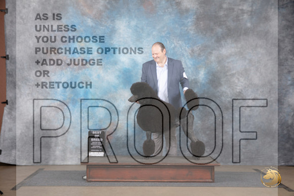 Poodle Standard #222 Sat BOB NCh Judge Chandra Martin__JP_2560_LongviewTX_2024_HR3