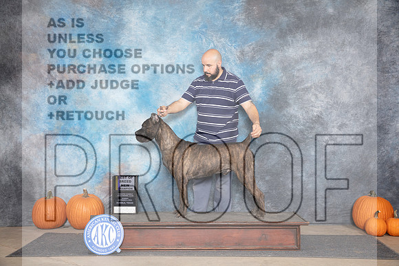 Cane Corso #15 Sun WDBOB NCH Judge Hal Biermann__JP_9541_Humble_2024_HR3
