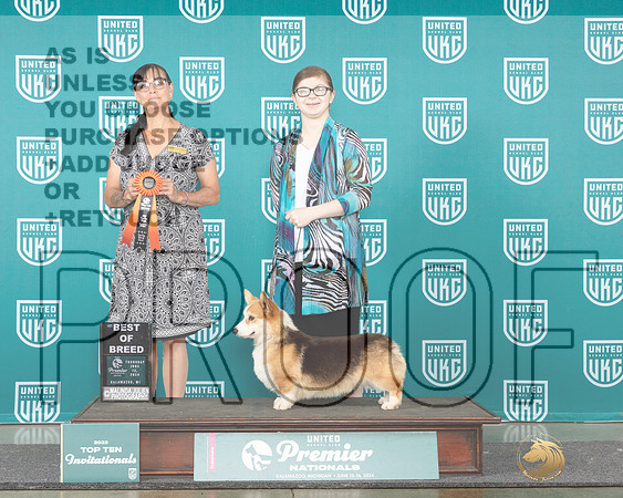 Pembroke Welsh Corgi #1375 Thur T10BOB Judge Stephanie Mueller_JP_2193e_Premier_2024-HR3