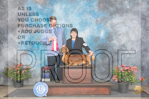 Dachshund Longhaired #28 Sat BOS Judge Kenneth L Hagmueller__JP_4856_San Antonio_2024_HR3
