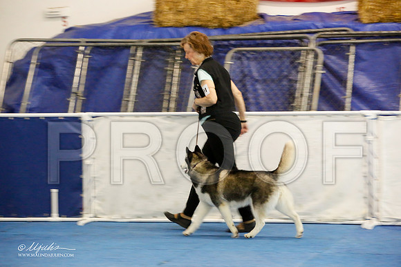 _M3_7377-AddisonHuskyMar2015-HR3
