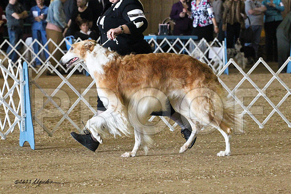 Borzoi-5520