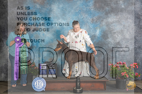 Doberman Pinscher #11 Sat WD Judge Bridget Brown__JP_5108_San Antonio_2024_HR3