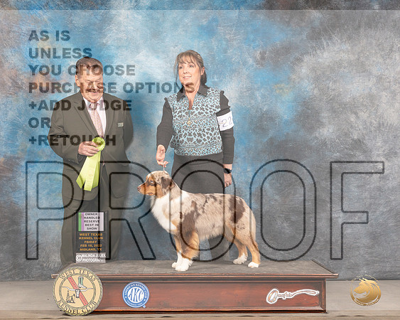 Miniature American Shepherd #22 Fri OHRBIS Judge Del RichardsMMJ_3741_Mdlnd2022_HR3