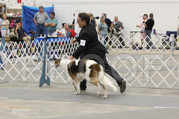 Borzoi-9712LR