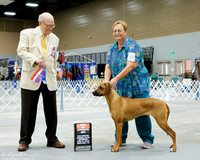 Rhodesian Ridgeback #6 Sat BOS +A1