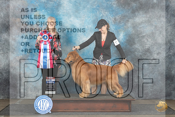 Golden Retriever #15 Mon BIS Judge Nancy Simmons__JP_4586_Lubbock_2024_HR3