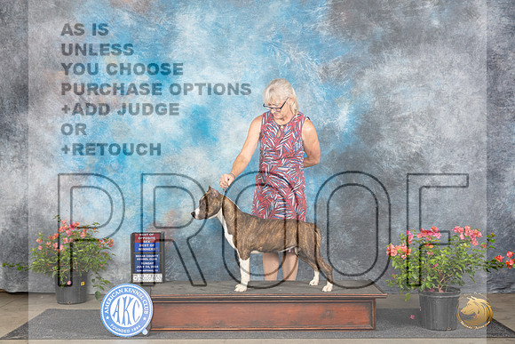 American Staffordshire Terrier #6 Fri BOWBOS Judge Karen McFarlane__JP_6068_San Antonio_2024_HR3