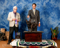 French Bulldog #17 SAT WD Maj +A1