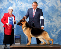 German Shepherd Dog #7 Sun G1
