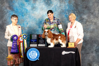 Cavalier King Charles Spaniel #9 Fri BBXBOWBOS Judge Donna Buxton