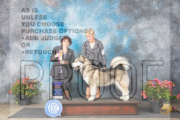 Alaskan Malamute #6 Fri BOBOHBOB Judge Wendy G Willhauck__JP_4045_San Antonio_2024_HR3