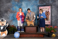 Norwich Terrier #19 Sat WDMOHBOB Judge Cathy Thompson-Morgan