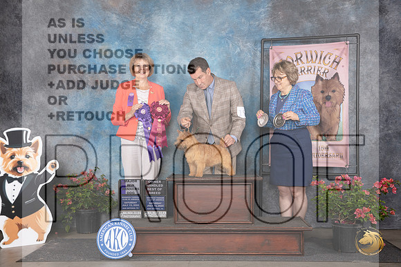 Norwich Terrier #19 Sat WDMOHBOB Judge Cathy Thompson-Morgan__JP_5325_San Antonio_2024_HR3