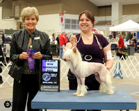 Chinese Crested #19 Sat WD Maj Madeline Sterling & Kiko Bisbee Judge Mrs. Toddie Clark