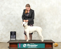 American Bulldog #863 Sun BFCh Judge Diana Brumbaugh