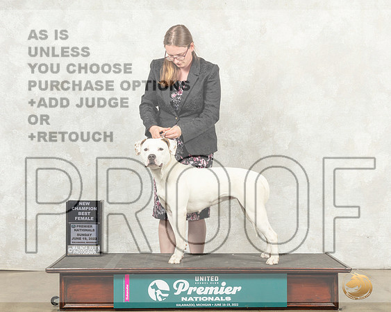 American Bulldog #863 Sun BFCh Judge Diana Brumbaugh__MJ_9026_Premier_2022_HR3