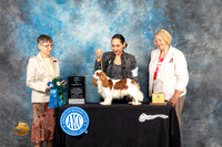 Cavalier King Charles Spaniel #32 Fri BPup Judge Donna Buxton