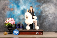 Poodle Standard #42 FRI BOV BW WB NCH Major Judge Steven Keating