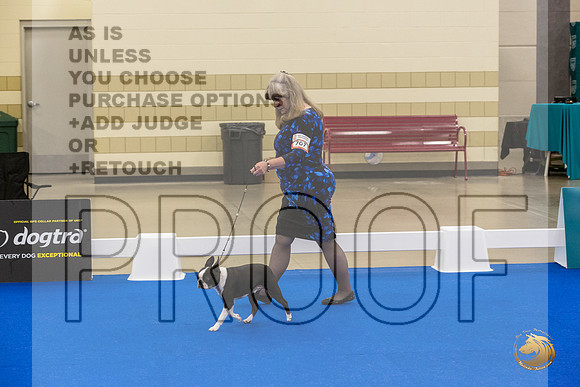 Boston Terrier #707 #974 Ring Fri_JJL_2074_Premier_2024_HR3