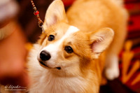 Sweeps 6-9 Puppy Bitches Rings
